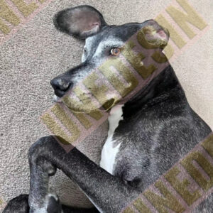 Unedesin “Little Walker” Mini Canvas Tote