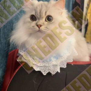 Unedesin “Quiet Cat” Canvas Tote