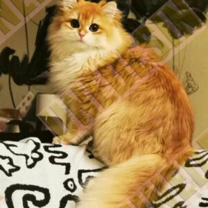 Unedesin “Quiet Cat” Canvas Tote