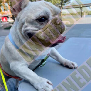 Unedesin “Little Walker” Mini Canvas Tote