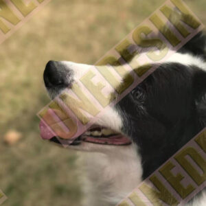 Unedesin “Little Walker” Mini Canvas Tote